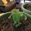 野菜づくりその３