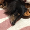 夜のわんこーず🐶