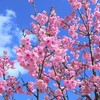 桜色