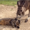 イヌやネコを撫でまくるカンガルーが海外で話題に