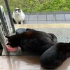 午後もにゃんトリプルに