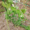 野菜の花たち　スナップエンドウの花