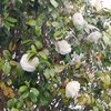 沙羅の花ひろげて傘に六地蔵