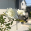 【白モッコウバラ】ガーデンアーチに誘引後の2年間の驚異的な成長と開花～花数が少なくなる原因も考察