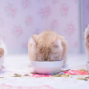 好きな食べ物、初めに食べるか、後に食べるか。