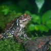 アズマヒキガエル Bufo japonicus formosus