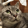 ［185］猫と冒険 帰り道編 その58（😿子供達の故郷はどこなのニャン、思い出の場所はどこなのニャー。）