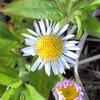 (246) Erigeron annuus