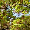 モミジの新芽が緑色にヘンシ～～ン中ですよ～
