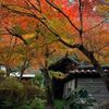 【旅行】ゆったり、ほっこり鎌倉の旅〜紅葉が綺麗なおすすめ古寺3選〜