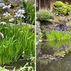 昨日は鎌倉海蔵寺へ．やや地味ながら優しい花たちにあうことができました．白い花たち：マルバウツギ，ヤブデマリ，バイカウツギ，セッコク，そしてハナショウブ（多分）．池に咲く紫色の花はおそらくカキツバタ．