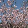 2012年4月28日　茶臼山など