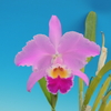 Cattleya gaskelliana `Sonia'