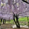 蓮華寺池公園 (静岡県藤枝市) -桜直後の藤まつり