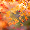 大館市ベニヤマ自然パークの紅葉2025：見頃や色づき状況、混雑回避のコツ！