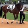 【ノーカンで済ませて大丈夫ですか？】出資馬レース結果251109。