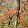 丹沢塔ノ岳の紅葉の見ごろはいつでしょう（２０１９年）