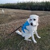 Ruffwear（ラフウエア）のウェブマスターハーネス　