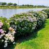 【千葉県・多古町】栗山川沿いの『道の駅多古 あじさい館』の紫陽花は？