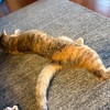 今日も無事に乗り切れました。