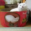 なつめさん、猫缶に収まる