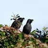 2023.1.5　河川敷で黒い野鳥を......11選