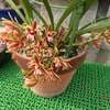 金稜辺　不思議な花　 Cymbidium pumilum