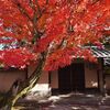 Trip to Kyoto Late Autumn  (1)