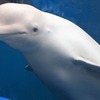 上越市立水族博物館「うみがたり」に行ってきた【新潟県　水族館】