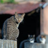 近隣繁華街のねこさん