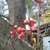 桜の蕾、膨らむ