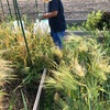 大麦、ニンニク、玉ネギ収穫❗️