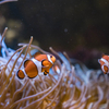 しながわ水族館で海の生き物たちを撮ってみた