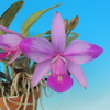 Cattleya  walkeriana  f.flamea`FS695'