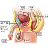 前立腺肥大症について　これからの時期風邪薬に気をつけましょう