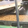 天草市では早くも早期米の種まき【熊本】    