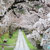 桜散策　京都左京区から東山≪#1≫　― 出町柳から銀閣寺橋　―