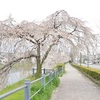 鴨川の桜と鷺と鴨。