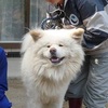 <span itemprop="headline">★ブサかわ犬「わさお」の主人（菊谷さん）が亡くなり、わさおは・・・。　</span>