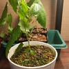 交配種マルベリーの成長