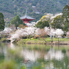 日本最初の庭池、桜の名所「京都・大覚寺の大沢池」