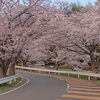 花見🌸近所の桜など