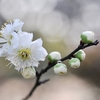 わが背子に見せむと思ひし梅の花･･･巻第8-1426～1427