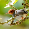 シンガポール　ボタニックガーデンの野鳥たち