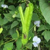 今週の野菜