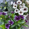 ＊ニチニチソウとカラー＆開花中のブッドレア