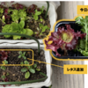 2階ベランダで冬野菜7【収穫と追加植え】