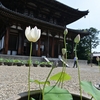 癒しをもとめて喜光寺…その１