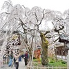 平野神社の魁桜。