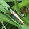 Jewel beetle: Beautiful rainbow-colored insect